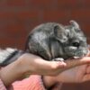 チンチラの飼い方