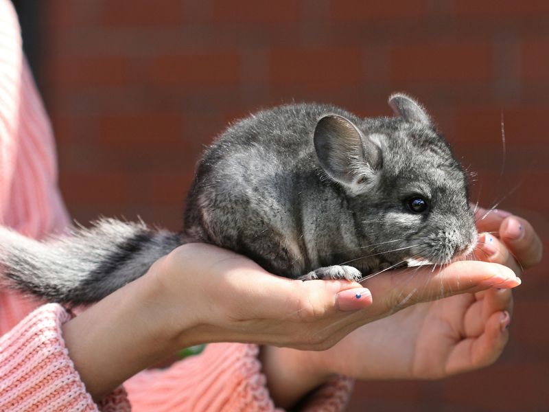 チンチラの飼い方