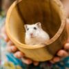 ハムスターの飼い方