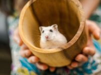 ハムスターの飼い方