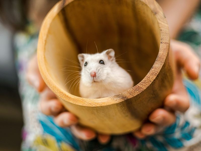 ハムスターの飼い方
