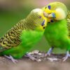 インコの値段相場は？ペットで飼うためのお迎え場所や正しい飼い方