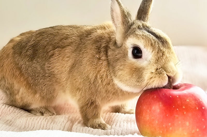 うさぎの値段相場はどれくらい？うさぎの特徴や飼い方も解説