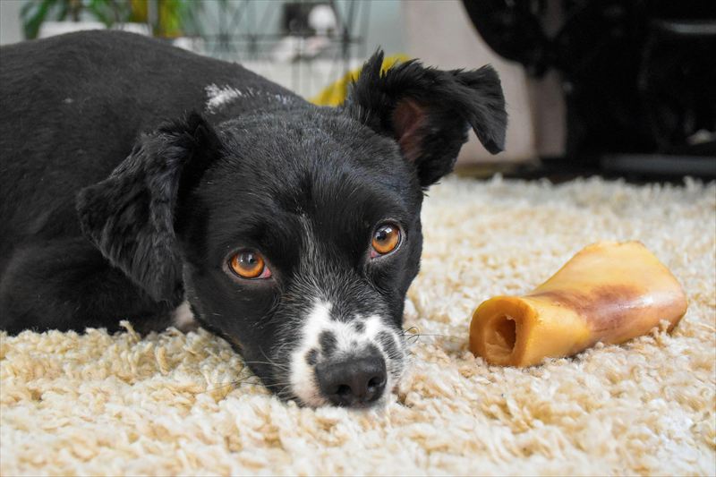 犬用歯磨きガム