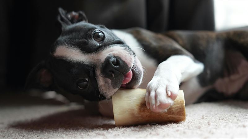 犬用歯磨きガム