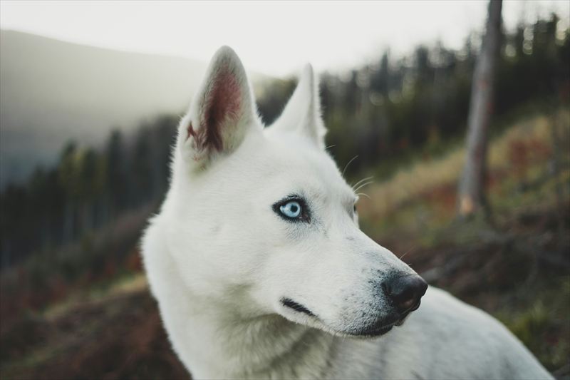 犬
