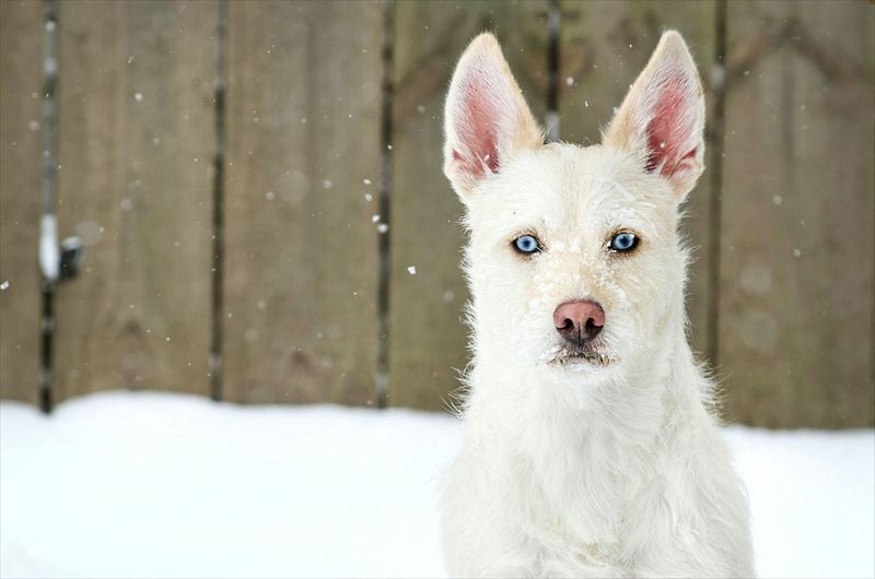 犬
