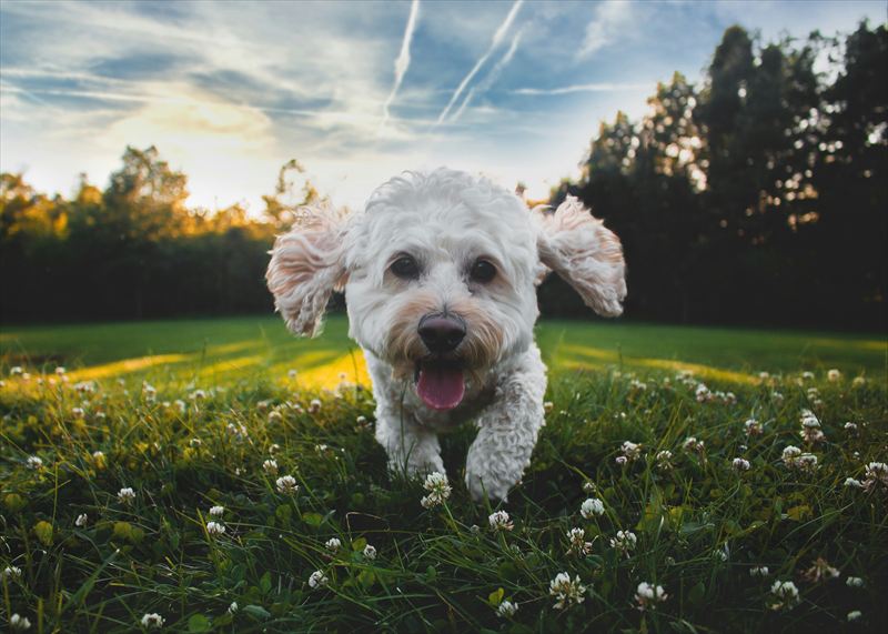犬